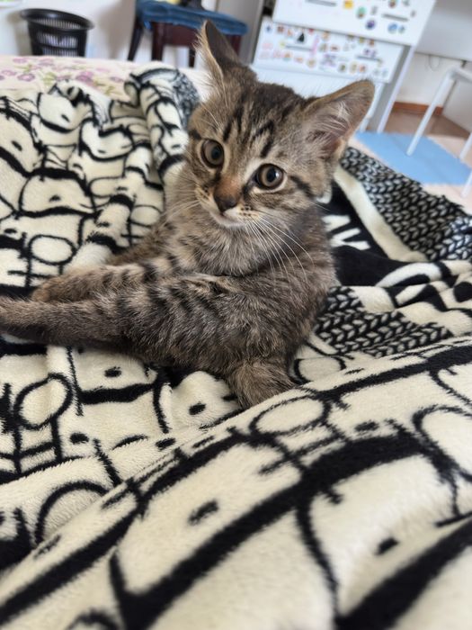 Котёнок мальчик британец