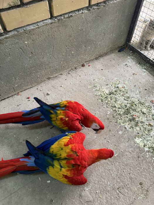 Ара Makao, skarlet.