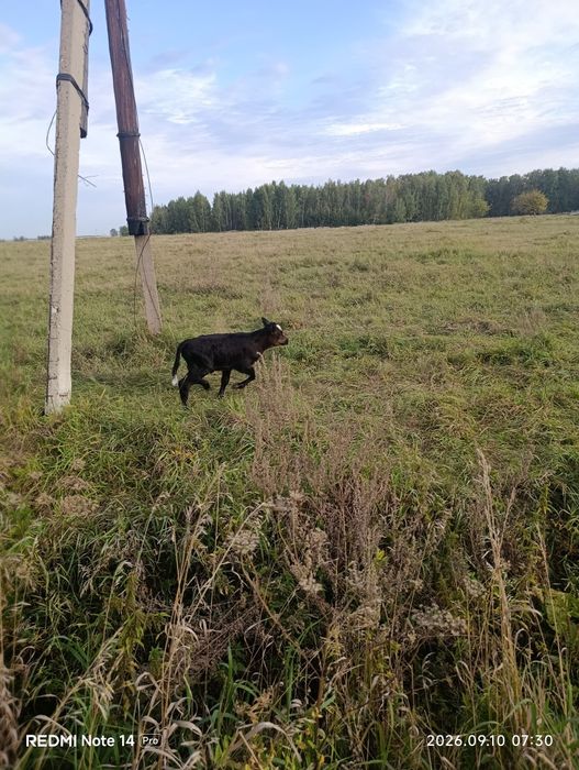 Продам продам всех