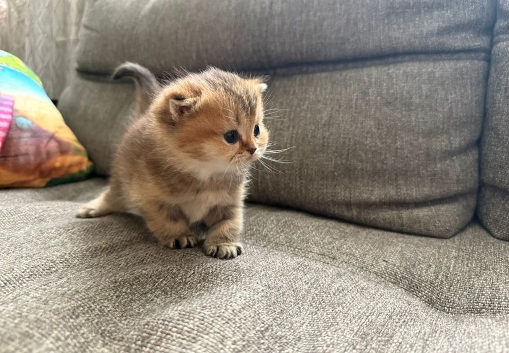 Золотые шиншиллы котята