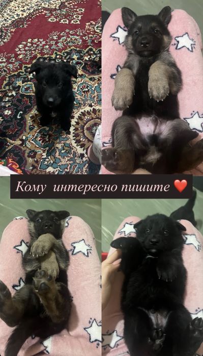 Чистокровные щенки немнцкой овчарки