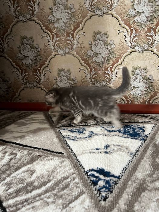 Продоется котенок