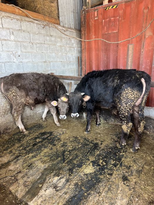 Продам Бычков. Подсосы. 8 месяцев