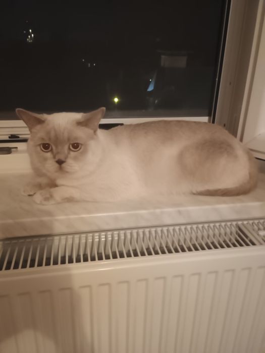 Motan british shorthair