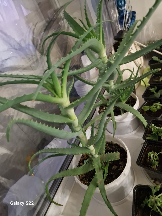 Продам алоэ на лечение.