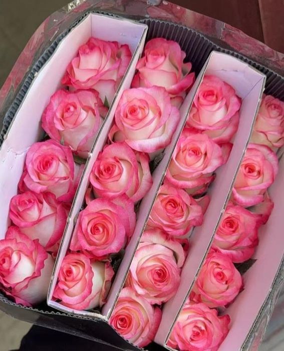 Цветы розы оптом от 550 тг