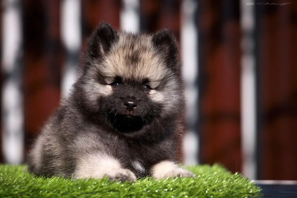 Щенки вольф шпица