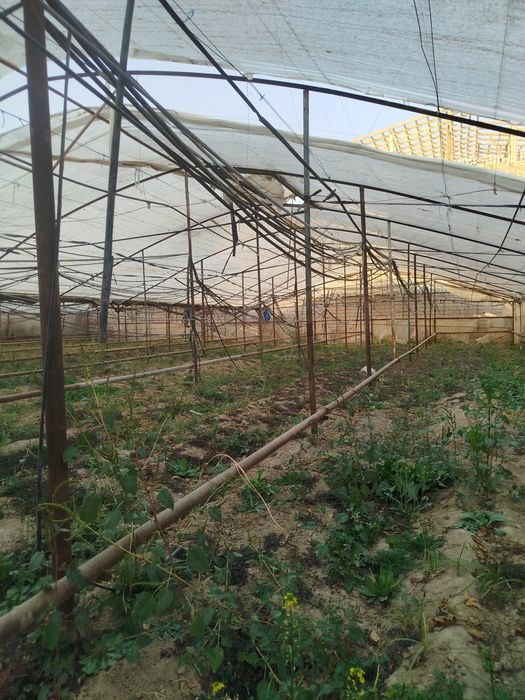 Теплитса сотилади 6.40сотих