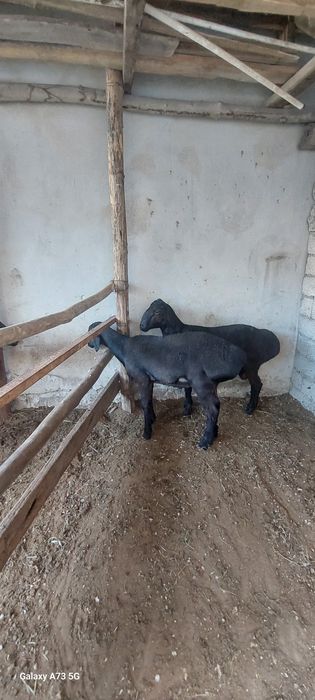 Qurbonlikka Qochqor sotladi