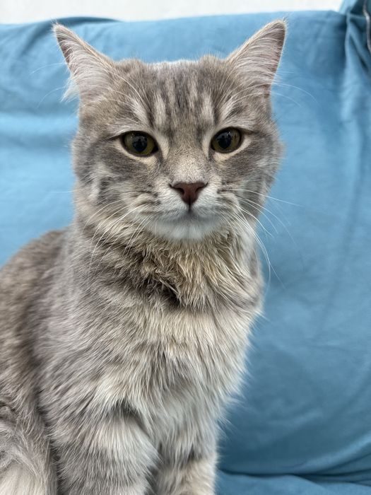 Ұл мысық тегін беріледі