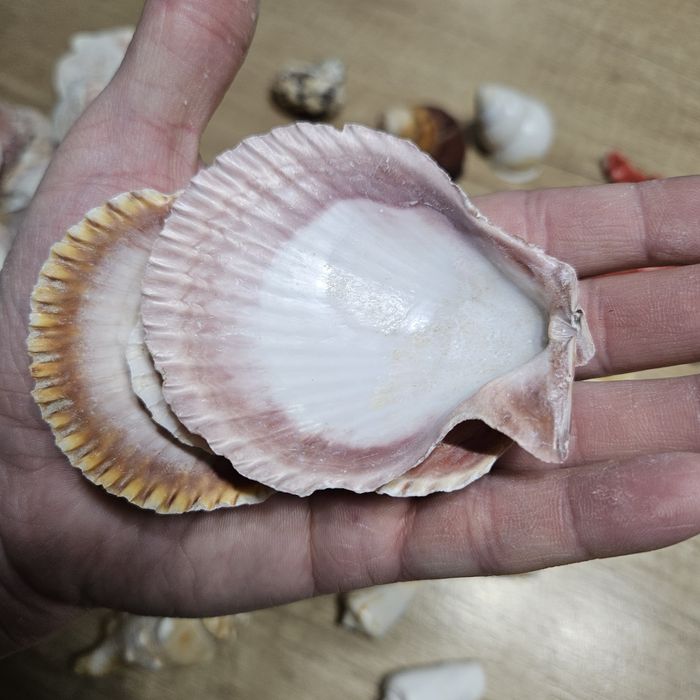 Ракушки морские набор