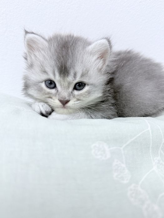 Бртаниский шиншила