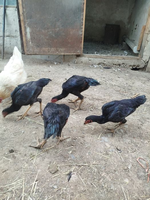 Продам даканов.,.