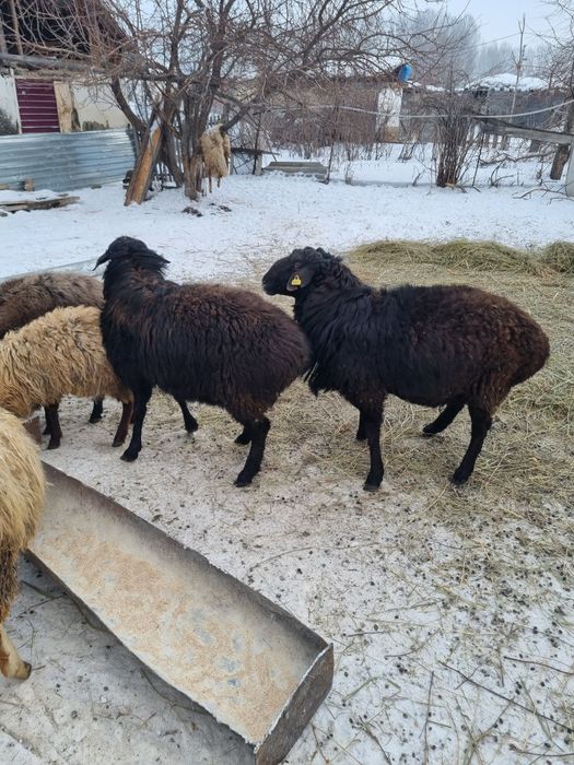 Продам кочкаров производителей