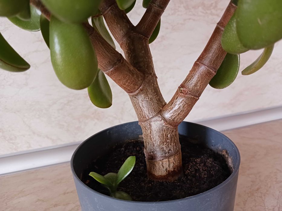 Дърво на живота - Красула - Дърво на парите