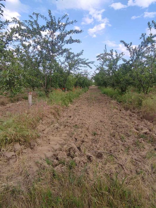 Продава се Земеделски имот в Любимец -  кв.м за 1 €/дка - Снимка #1