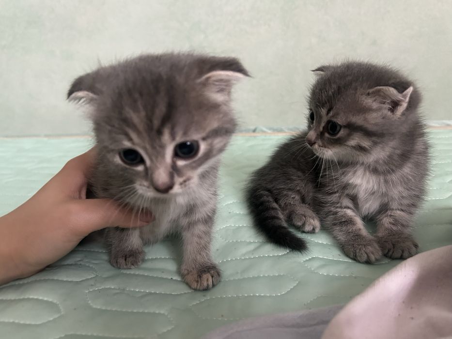 Отдам котят, шотландцы