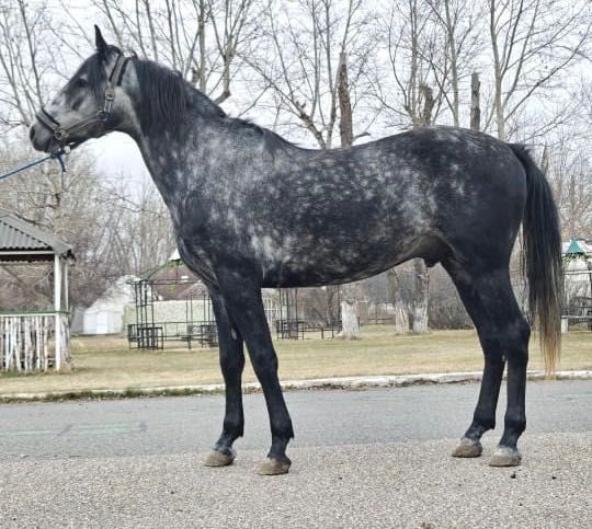 Продам коня, жеребца