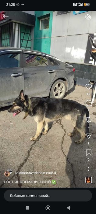 Найдена собака. Овчарка или метис. Кобель.