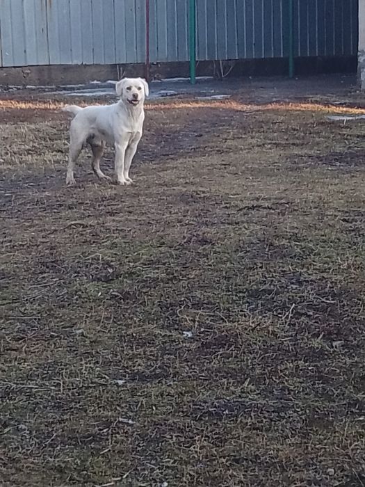 Рабрадор ретривер