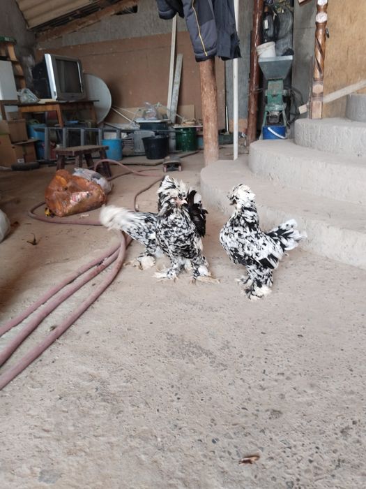 Султанки карлики продаются