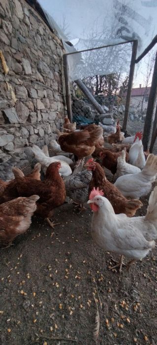 Кокошки носачки с.ОСИКОВО