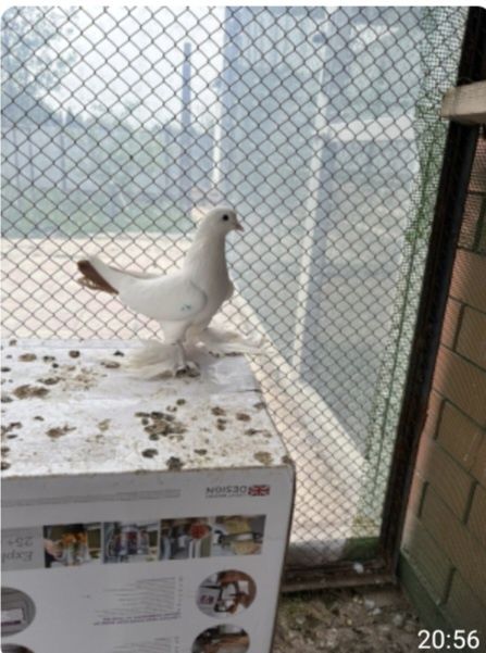 Летний бойный желтохвост