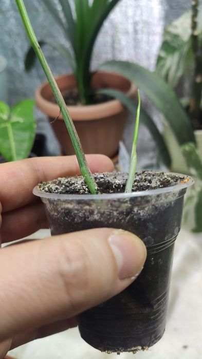 Эпипремнум Пинатум тайский (сциндапсус)