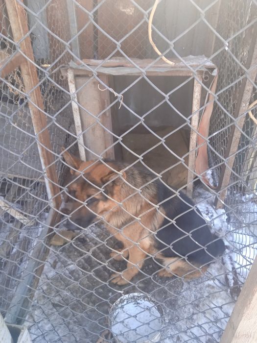 Овчарка кабель 2 года харошый