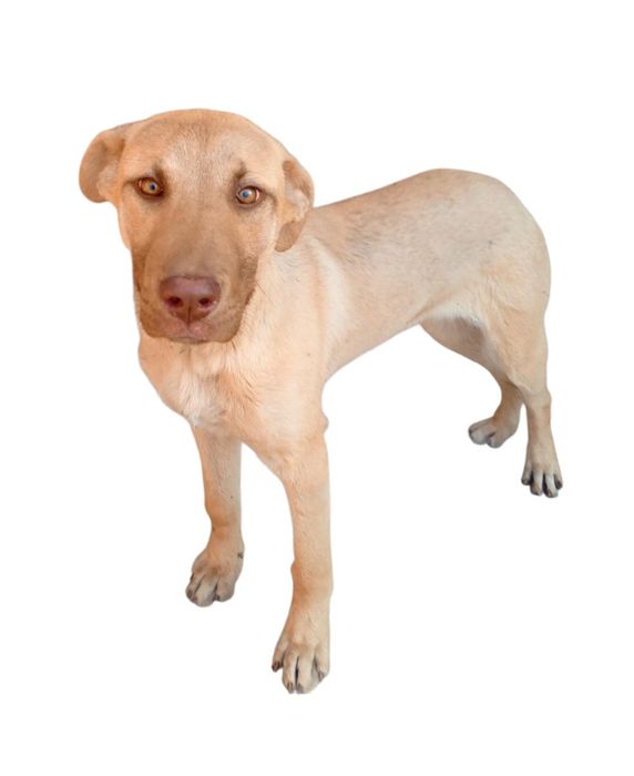 Отдам в надёжные руки