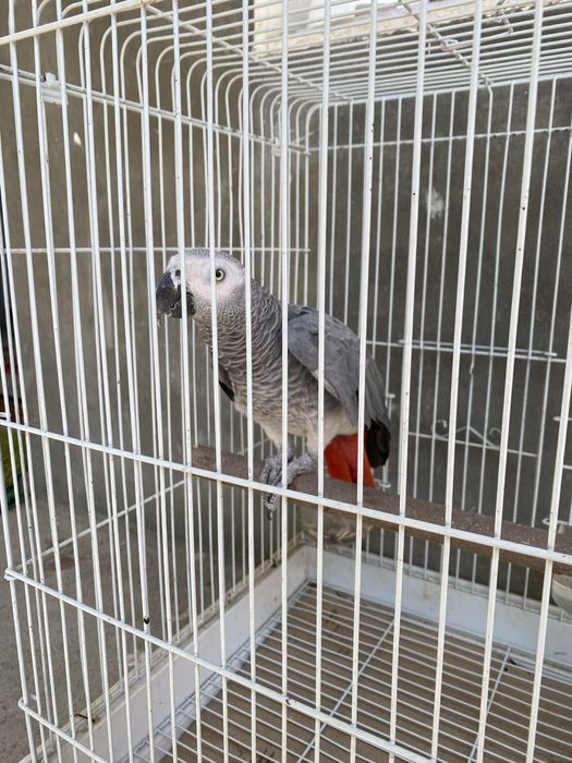 Срочно продаётся Говорящий Попугай