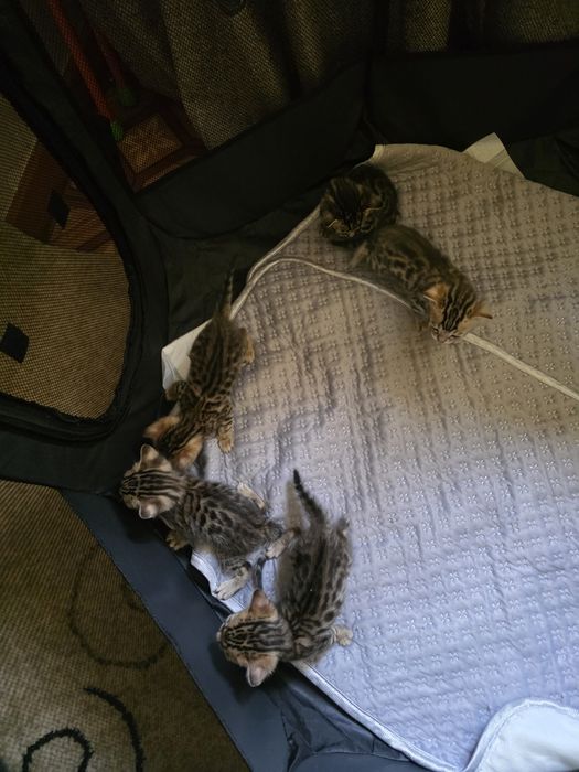 Бенгальские котята