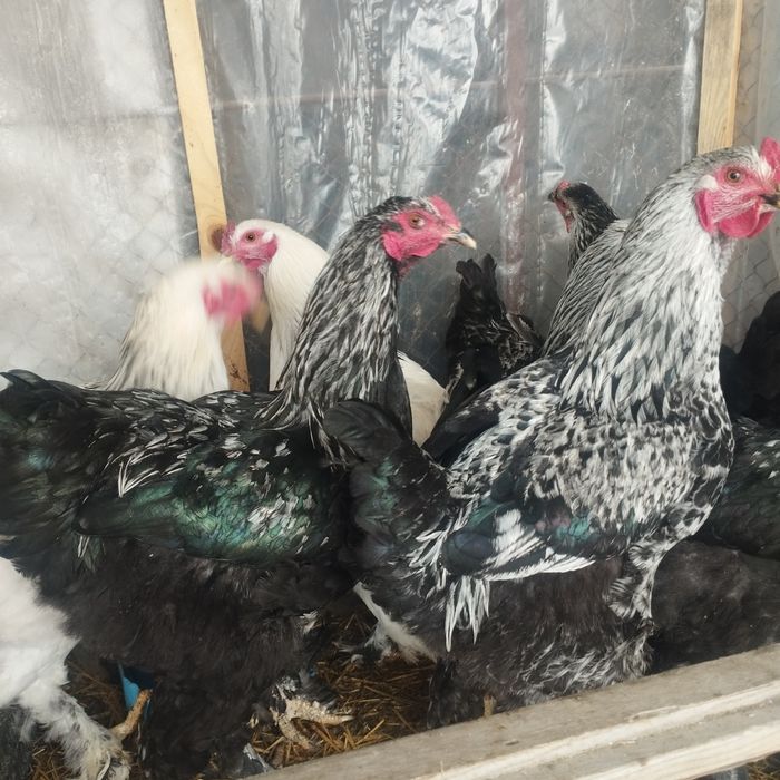 Продам куры домашние