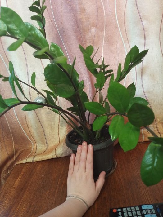 Продам  молодое долларовое дерево!