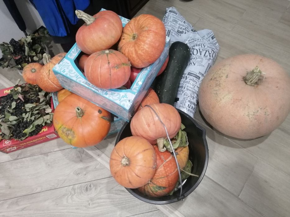 Продам тыкву дачная