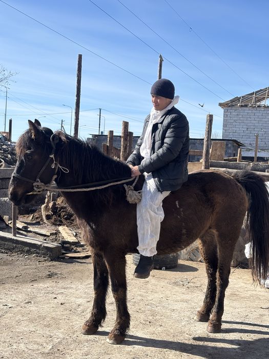 Лошади казақі сатам