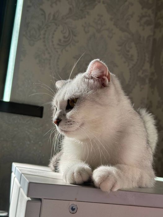 Котята продаётся! 40 кунлик!