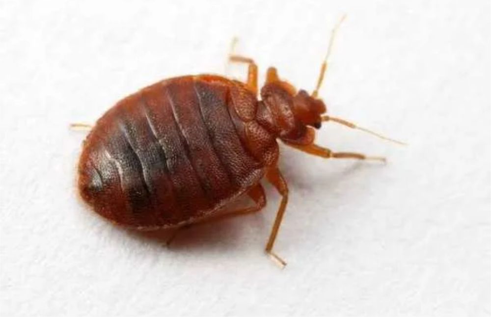 Дезинфекция клопы термиты