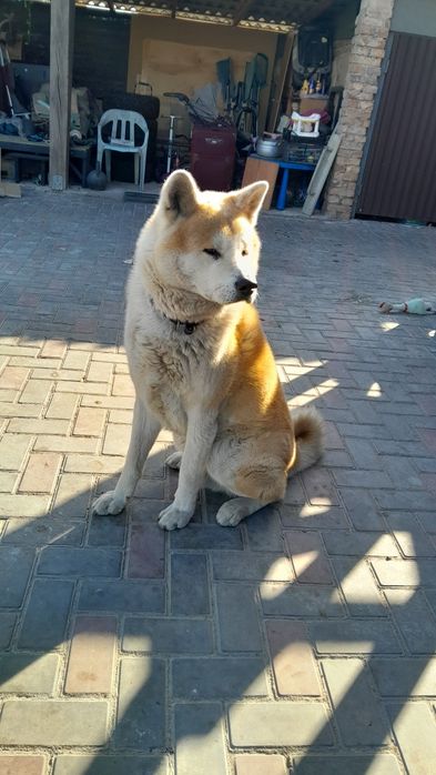 Нужна сучка свести!