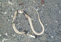 Дезинфекция от змей и скарпион клопа тараканов Дизинфекция Дезинфексия