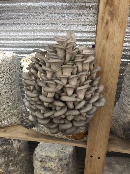 Грибы вешенка хорошо