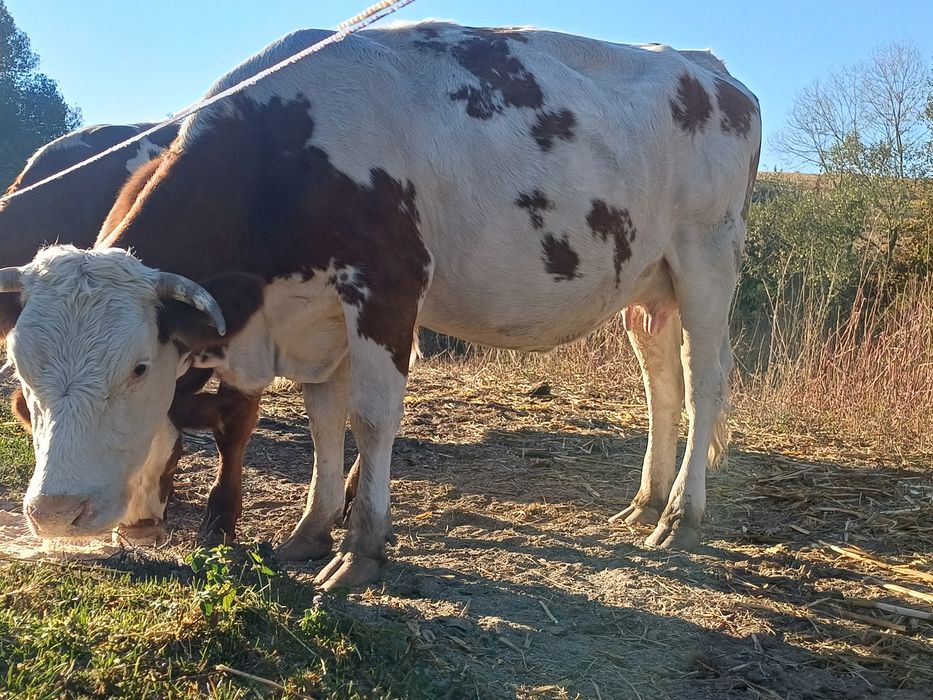 Două vaci la a doua fatare