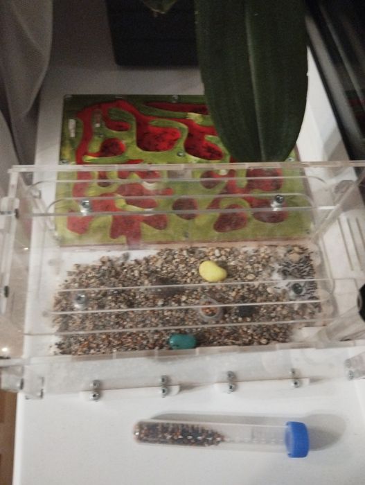 Муравьиная ферма