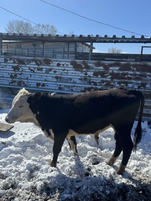 7 быков молодые племенные