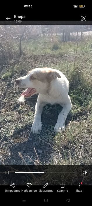 Отдам щенка девочку в добрые надёжные руки