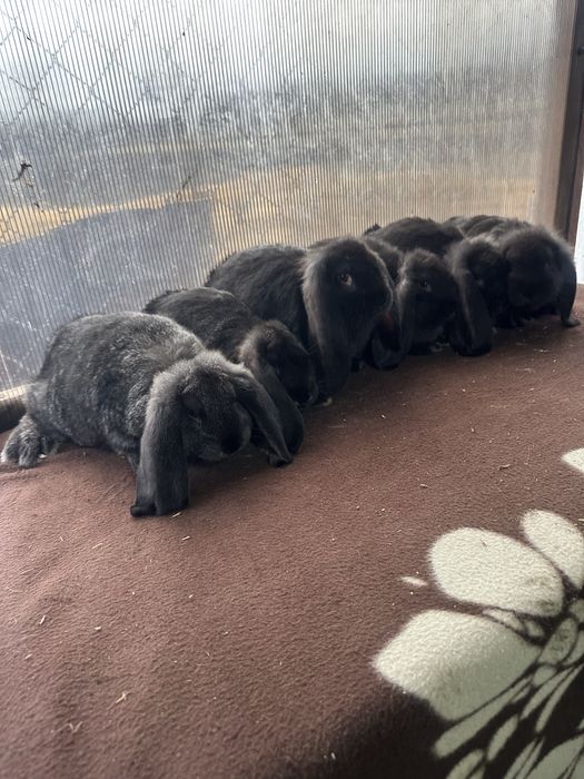 Iepuri berbec german