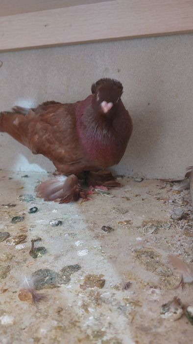 Голуби Красный руян кептер