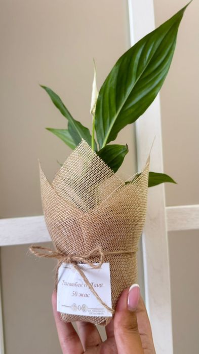 Цветы на тойбастар