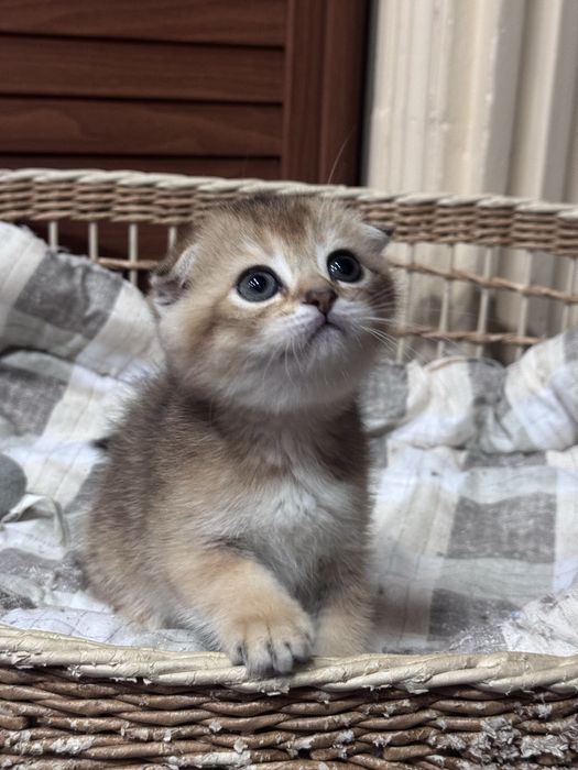 Продаются котята Шотландской  породы! Девочки !