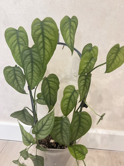 Монстера Сильтепекана